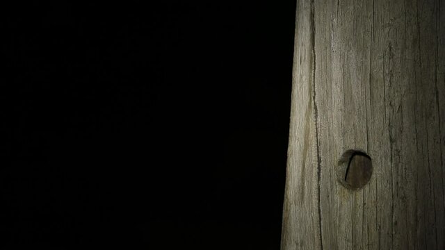 Southern Flying Squirrel at night jumping, in cavity, eating acorns