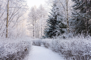Obraz na płótnie Canvas Winter landscape fresh snow