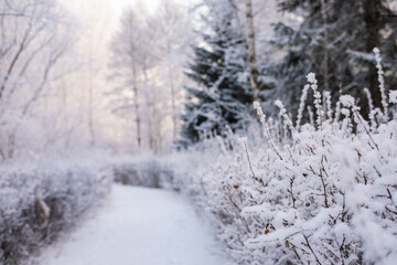 Winter landscape fresh snow