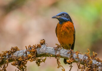 Blue capped rock thrush