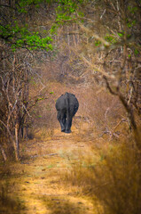 Fototapeta premium The animal in a beautiful habitat 