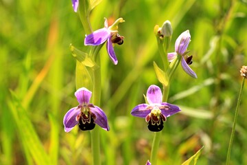Bienen-Ragwurz(Ophrys apifera).