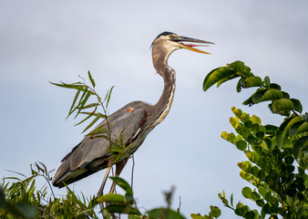 Great blue heron with tongue out in the Everglades