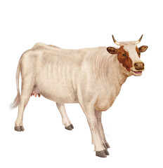 vache laitière, animal, ferme, bétail, blanc, blanche et roux, gazon, agriculture, bétail, boeuf, taureau, champ, alpage, mammifère, isolé, prairie, mollet, lait, nature, rural, vache laitière, vert, 