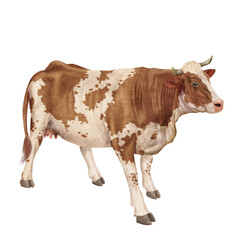 vache laitière, animal, ferme, bétail, blanc, blanche et roux, gazon, agriculture, bétail, boeuf, taureau, champ, alpage, mammifère, isolé, prairie, mollet, lait, nature, rural, vache laitière, vert, 