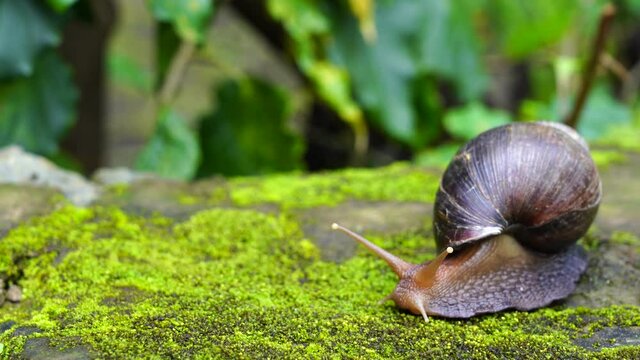 Big snail in shell crawling on moss, summer day in garden in Arusha, Tanzania, East Africa, close up