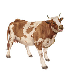 vache laitière, animal, ferme, bétail, blanc, blanche et roux, gazon, agriculture, bétail, boeuf, taureau, champ, alpage, mammifère, isolé, prairie, mollet, lait, nature, rural, vache laitière, vert, 