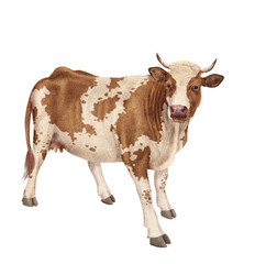 vache laitière, animal, ferme, bétail, blanc, blanche et roux, gazon, agriculture, bétail, boeuf, taureau, champ, alpage, mammifère, isolé, prairie, mollet, lait, nature, rural, vache laitière, vert, 