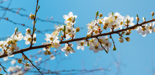 Spring background, flowering trees. Plum flowers on a tree in sunny weather