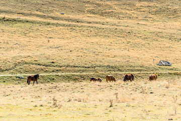 horses herd on mild green slope at Campo Imperatore upland, Abruzzo, Italy