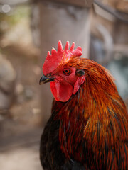 red rooster on the farm