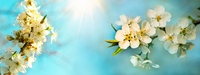 Obraz na płótnie Canvas Spring background with plum flowers in the sun rays