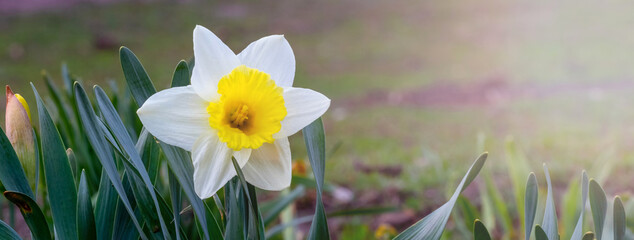 White daffodil in the flower garden, panorama