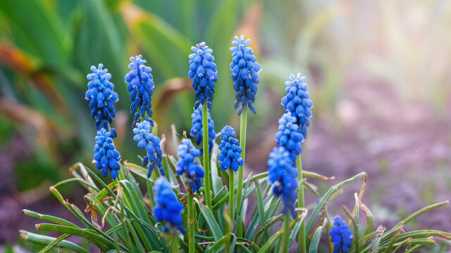 Blue Muscari Flowers In A Flower Garden In Sunny Weather