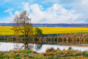 Field with yellow rapeseed by the river, a tree on the shore river