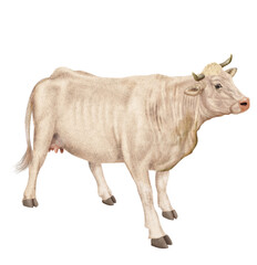 vache laitière, animal, ferme, bétail, blanc, blanche , gazon, agriculture, bétail, boeuf, taureau, champ, alpage, mammifère, isolé, prairie, mollet, lait, nature, rural, vache laitière, vert, domesti