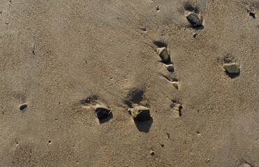 wet beach sand and small rocks