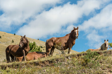 horses on San Franco peak green slopes, Abruzzo, Italy