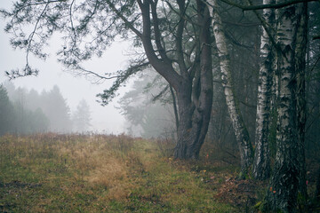 Fototapeta na wymiar jesienne drzewa,mgła 
