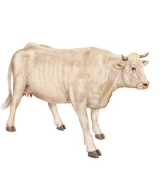 vache laitière, animal, ferme, bétail, blanc, blanche , gazon, agriculture, bétail, boeuf, taureau, champ, alpage, mammifère, isolé, prairie, mollet, lait, nature, rural, vache laitière, vert, domesti