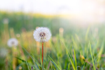 Fototapeta na wymiar White plump dandelion in a meadow among the grass
