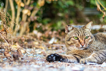 Obraz premium Lonely stray cat in winter.