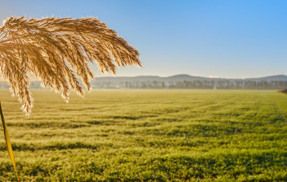 Close-up on a branch of reed lit by the rising sun against the background of a green field with young shoots of agricultural crops. Beauty in the agricultural field.