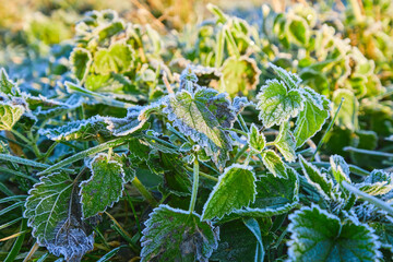 Frost covered grass, close-up, selective focus. The first autumn early frosts, the rays of the sun illuminate the grass.