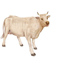 vache laitière, animal, ferme, bétail, blanc, blanche , gazon, agriculture, bétail, boeuf, taureau, champ, alpage, mammifère, isolé, prairie, mollet, lait, nature, rural, vache laitière, vert, domesti