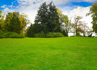 Fototapeta na wymiar Green tree and grass in park. Nature background.