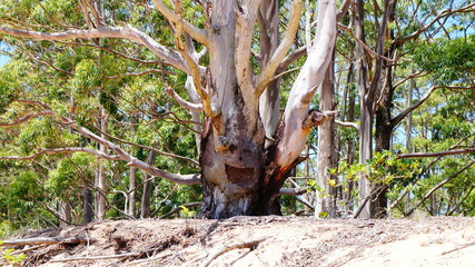 &Aacute;RVORE SORRINDO NA NATUREZA