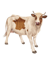 vache laitière, vache de France, robe, carte de France,  animal, ferme, bétail, blanc, roux et blanc, gazon, agriculture, bétail, boeuf, taureau, champ, alpage, mammifère, isolé, prairie, mollet, lait
