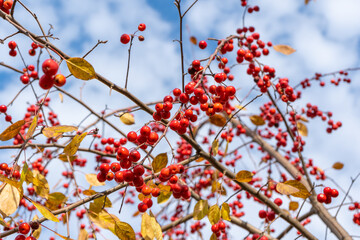 Wild ripe red apples on the tree . Selective focus.