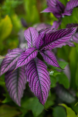 purple flower in the garden
