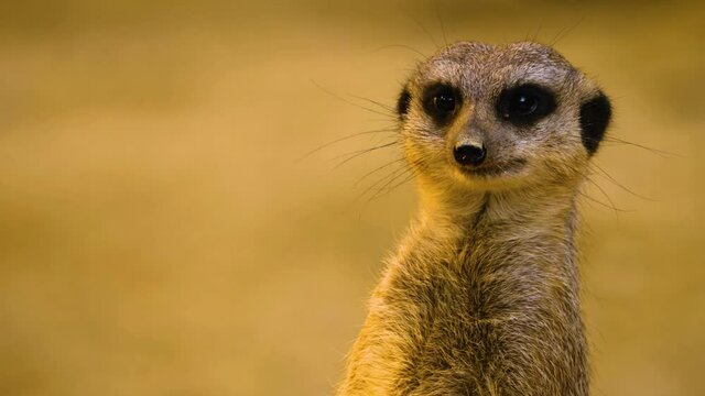 Close up of meerkat looking around