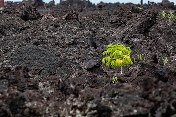tree in lava