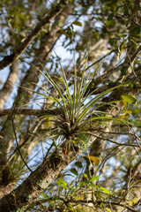 Air plant growing on a tree in Big Cypress National Preserve