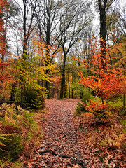 walking path in the forest at autumn time
