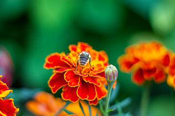 Close up beautiful Marigold flower (Tagetes erecta, Mexican, Aztec or French marigold) with a summer bumblebee in the garden. Macro of marigold patula with a bumblebee on a beautiful green background.