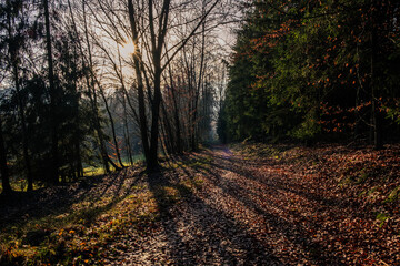 autumn in the forest