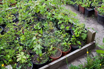 Forest nursery with many tree seedlings ready to be planted in the new woods and alonside roads.