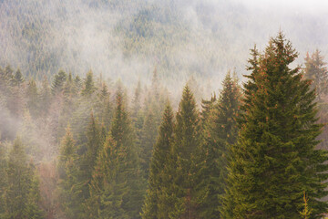 Ukrainian Carpathian mountains with fogs between the trees after winter