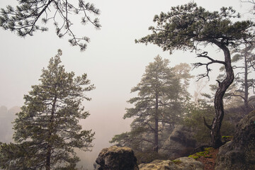 trees in the fog