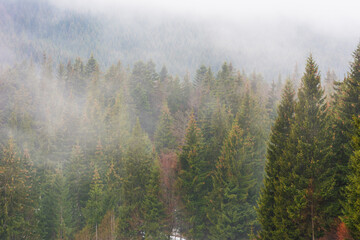 Ukrainian Carpathian mountains with fogs between the trees after winter