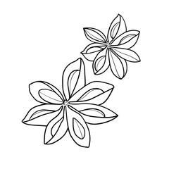 Star anise sketch on white background, Asian spice line art, Aromatic spice for mulled wine
