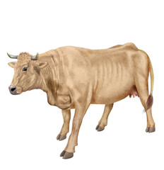 vache laitière, animal, ferme, bétail, beige, gazon, agriculture, boeuf, taureau, champ, alpage, mammifère, isolé, prairie, mollet, lait, nature, rural, vert, domestique, exploitation laitière, pâtura