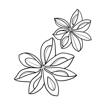 recommend clip art: Star anise sketch on white background, Asian spice line art, Aromatic spice for mulled wine
                    