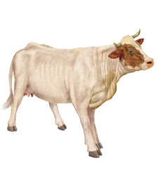 vache laitière, animal, ferme, bétail, blanc, blanche et roux , gazon, agriculture, bétail, boeuf, taureau, champ, alpage, mammifère, isolé, prairie, mollet, lait, nature, rural, vache laitière, vert,