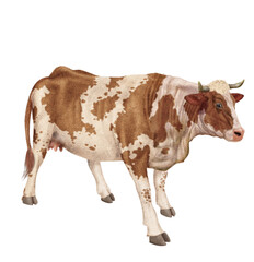 vache laitière, animal, ferme, bétail, blanc, blanche et roux , gazon, agriculture, bétail, boeuf, taureau, champ, alpage, mammifère, isolé, prairie, mollet, lait, nature, rural, vache laitière, vert,