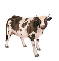vache laitière, animal, ferme, bétail, blanc, noir et blanc, gazon, agriculture, bétail, boeuf, taureau, champ, alpage, mammifère, isolé, prairie, mollet, lait, nature, rural, vache laitière, vert, do